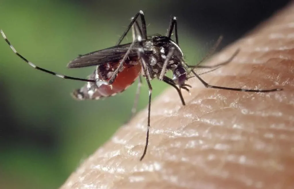 caChikungunya : un premier cas de contamination autochtone confirmé dans le Tarn